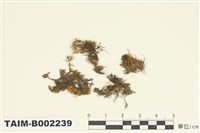 藏品(細疣胞苔屬)的圖片